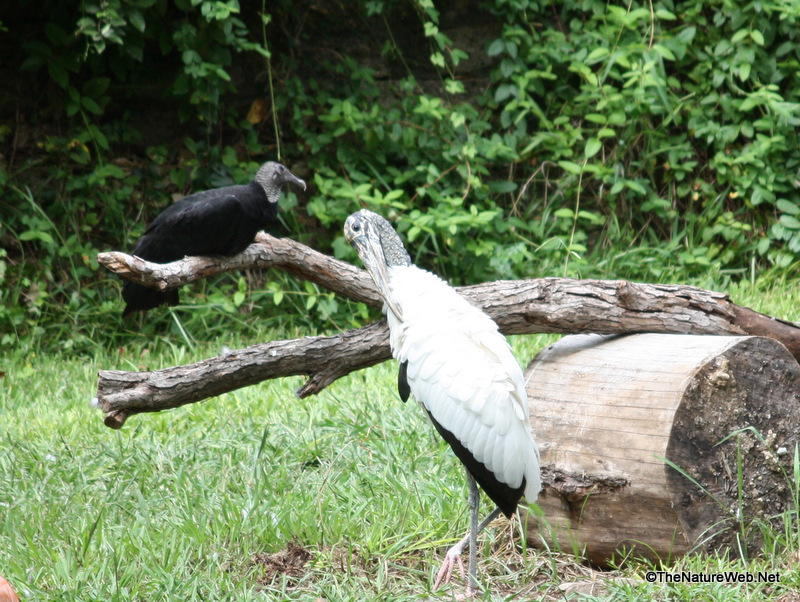 Wood Stork